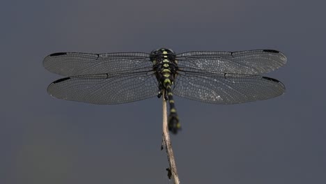 the common flangetail dragonfly is commonly seen in thailand and asia