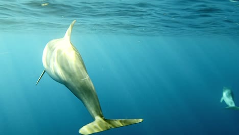 delfines giradores nadando tranquilamente bajo las olas en el océano azul