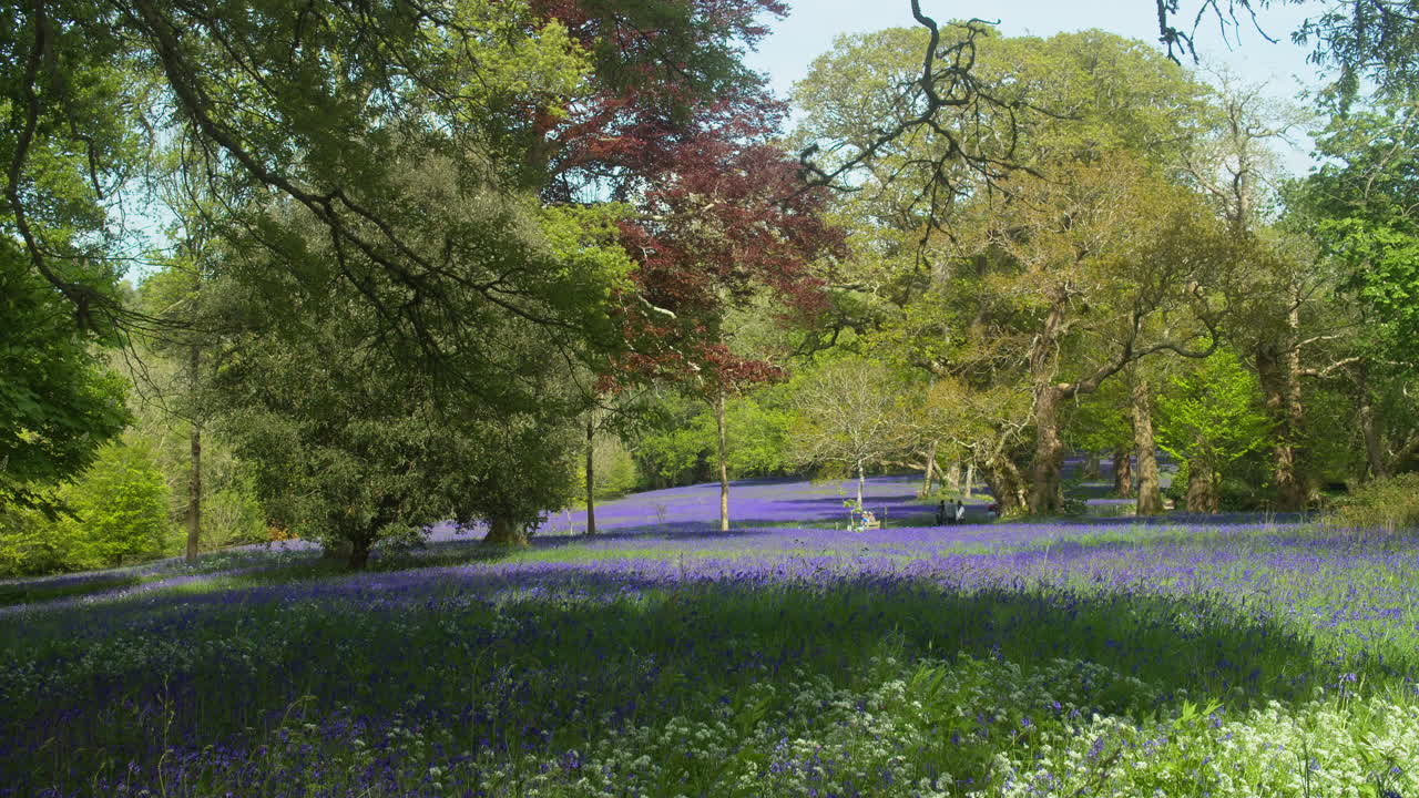 Distant View Of People Walking At Botanical Garden Of Enys Gardens With Bluebell Fields Near Penryn, Cornwall. Wide Shot
