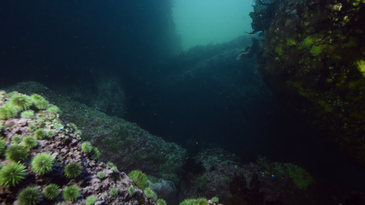 Cold water reef during a dive in Quebec, Canada.