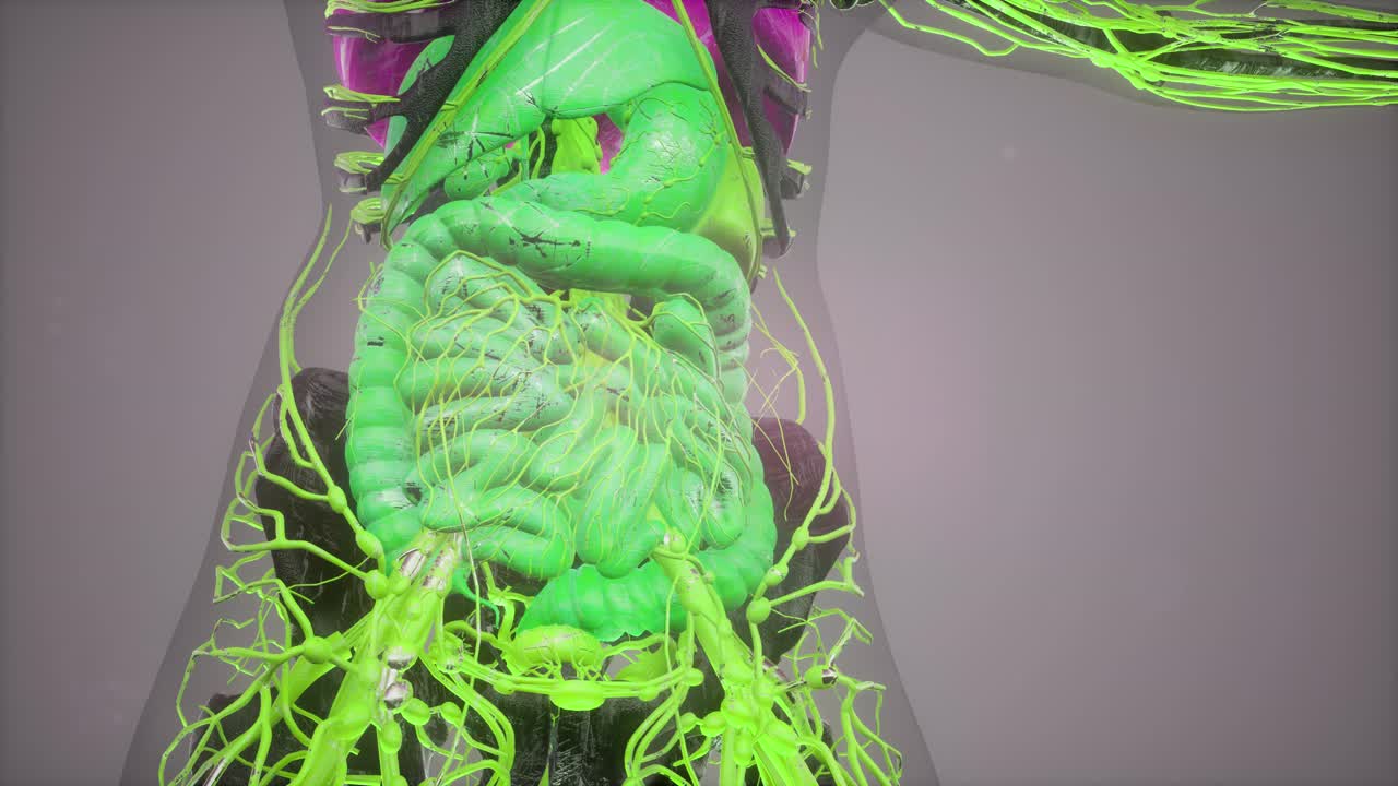 иллюстрация анатомии человека со всеми органами