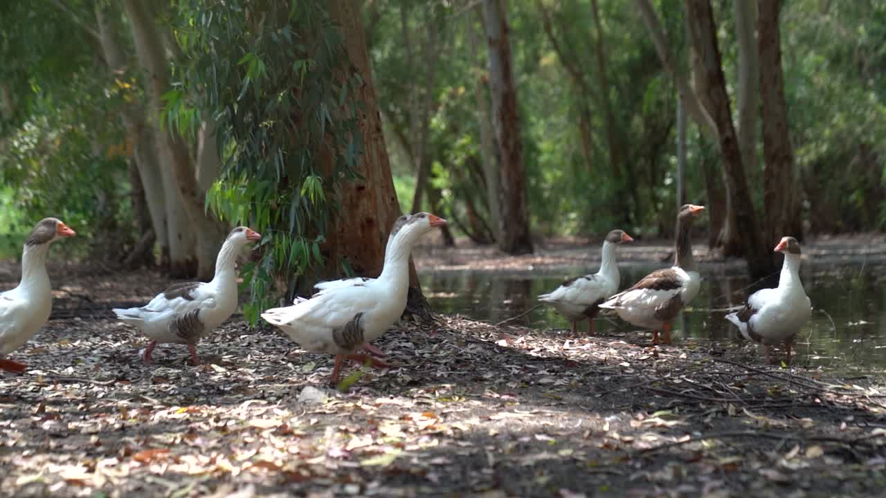 강 앞 에 있는 공원 을 돌아다니는 오리 들 의 무리