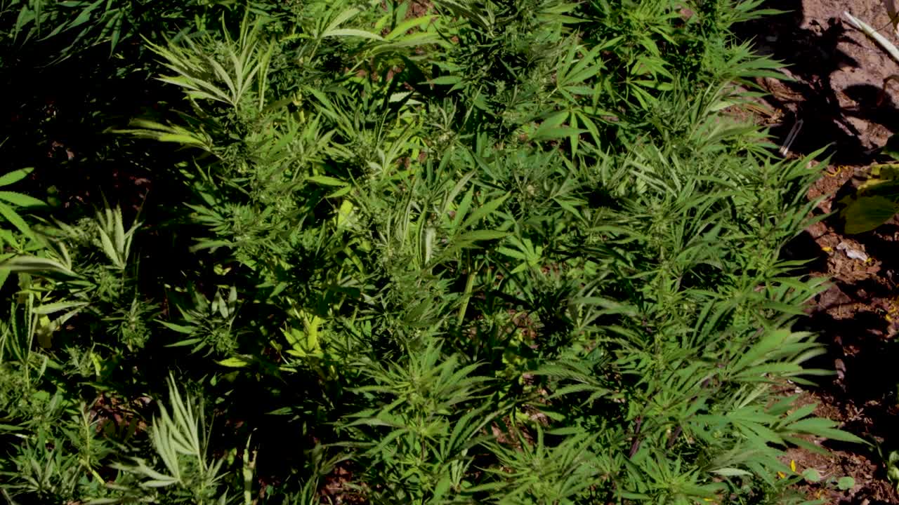 Marijuana plantation growing dope for medical use