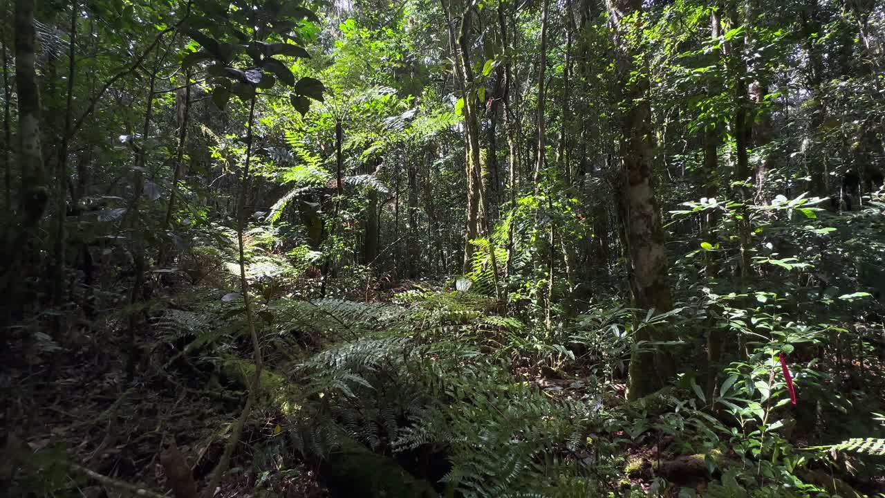 Vista panoramica della foresta pluviale nel Parco Nazionale di Mantadia, Madagascar