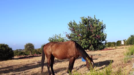 Static-Shot-Of-A-Horse-On-A-Chain-Eating-The-Grass-Within-Its-Radius