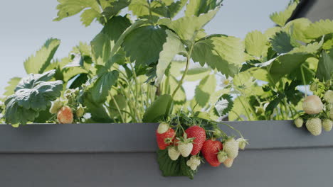 slider wide shot: clusters of ripe strawberries hang from a dutch high bed