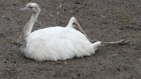 white nandu, american rhea - - greater rhea, common rhea, emu