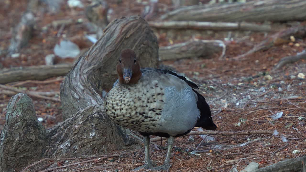 A male Australian Wood Duck (Chenonetta jubata) standing on a earthy ground covered with leaf litter and small branches, resting in its natural habitat, close up shot
