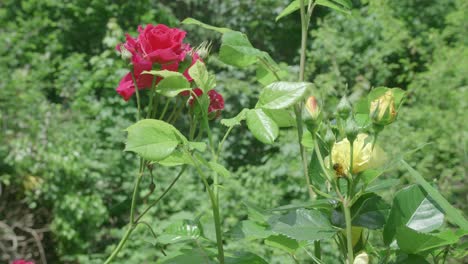 Leuchtend-Rosa-Blühende-Rosen-Und-Gelbe-Rosenknospen,-Umgeben-Von-Grüner-Vegetation