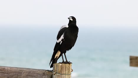 australian magpie on a post by the ocean