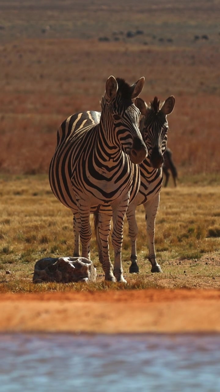 Video verticale di due zebre che osservano una pozza d'acqua africana.
