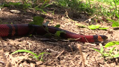 la serpiente lechera, la ratonera de coral, el lampropeltis el triángulo se mueve arrastrándose por el suelo de arena y hierba