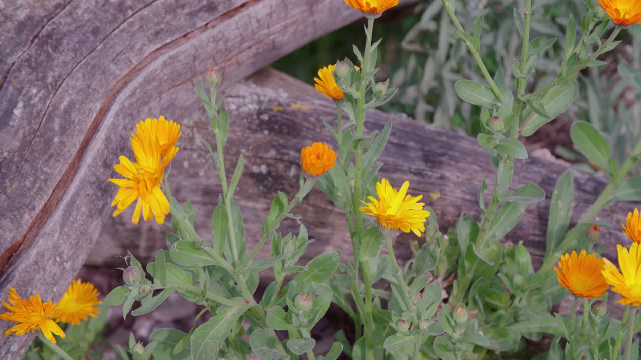Marigold flowers close-up in stone pond