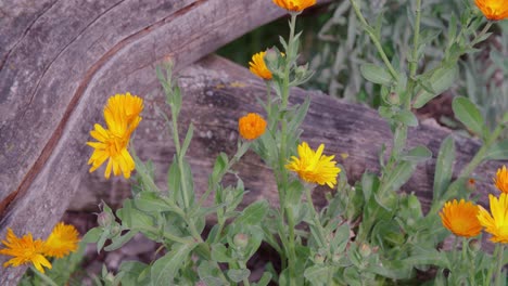 marigold flowers close-up in stone pond