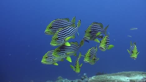 Untiefe-Gelb-Gestreifte-Süßlippen-Hautnah-über-Korallenriff-Mit-Blauem-Ozean-Im-Hintergrund