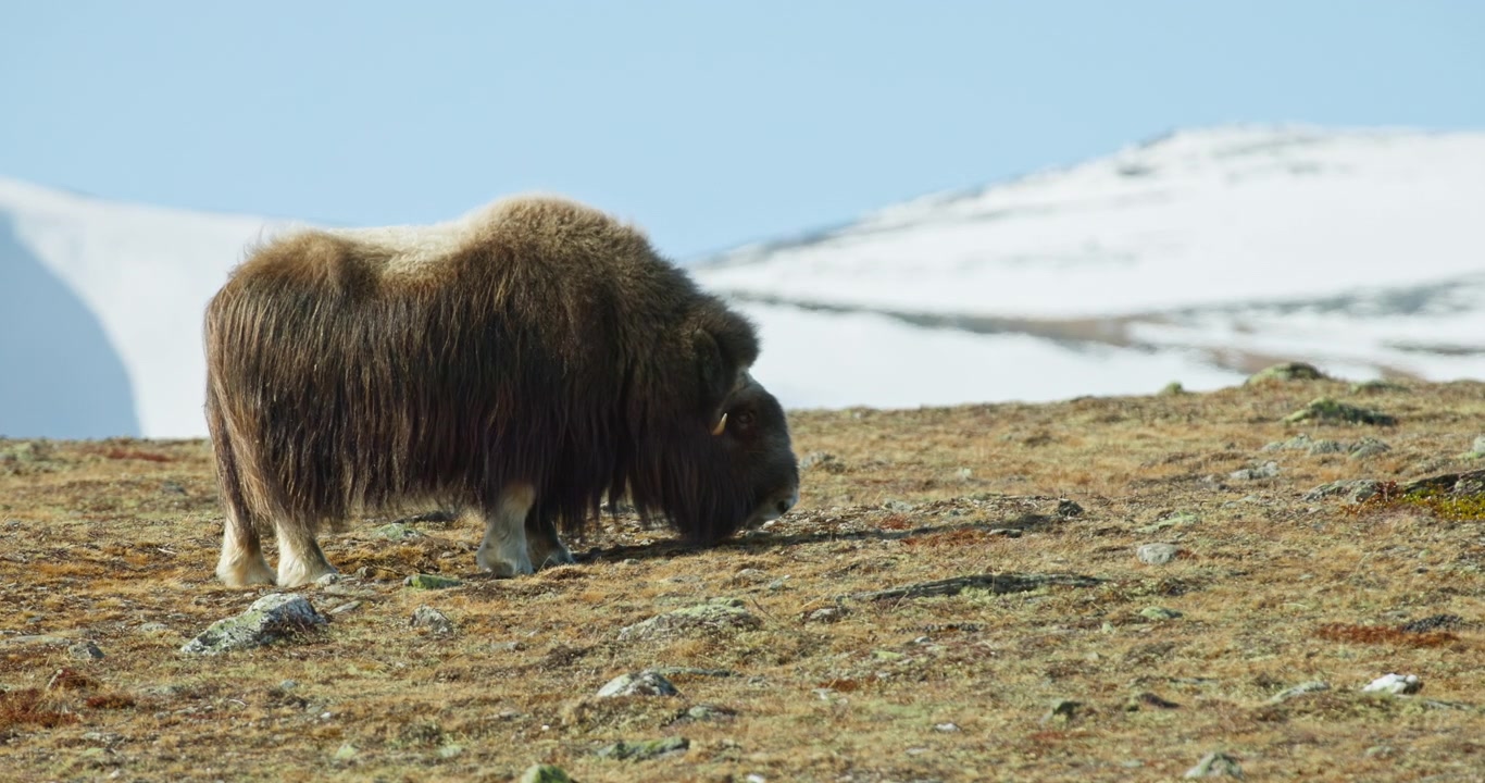 Norveç, Dovrefjell'de Kayalık Alp Arazisinde Otlayan Güneşli Misk Sığırı.