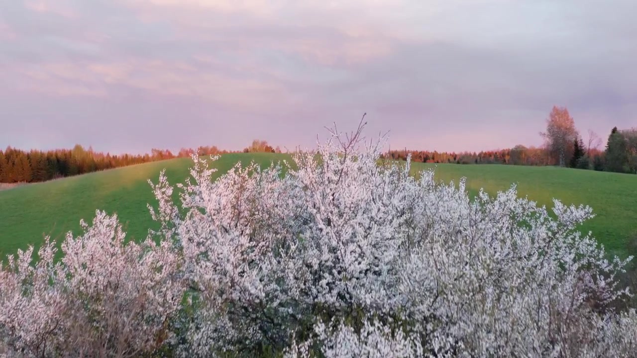 Paesaggio rurale pittoresco che mostra un albero in fiore su colline erbose durante la luce calda e soffusa del sole serale. Vista aerea con drone