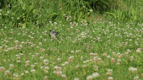 white wagtail bird walking through grass meadow, picking insects among clover blossoms, wildlife behavior in sunny spring lawn, gentle tail wag with alert movements