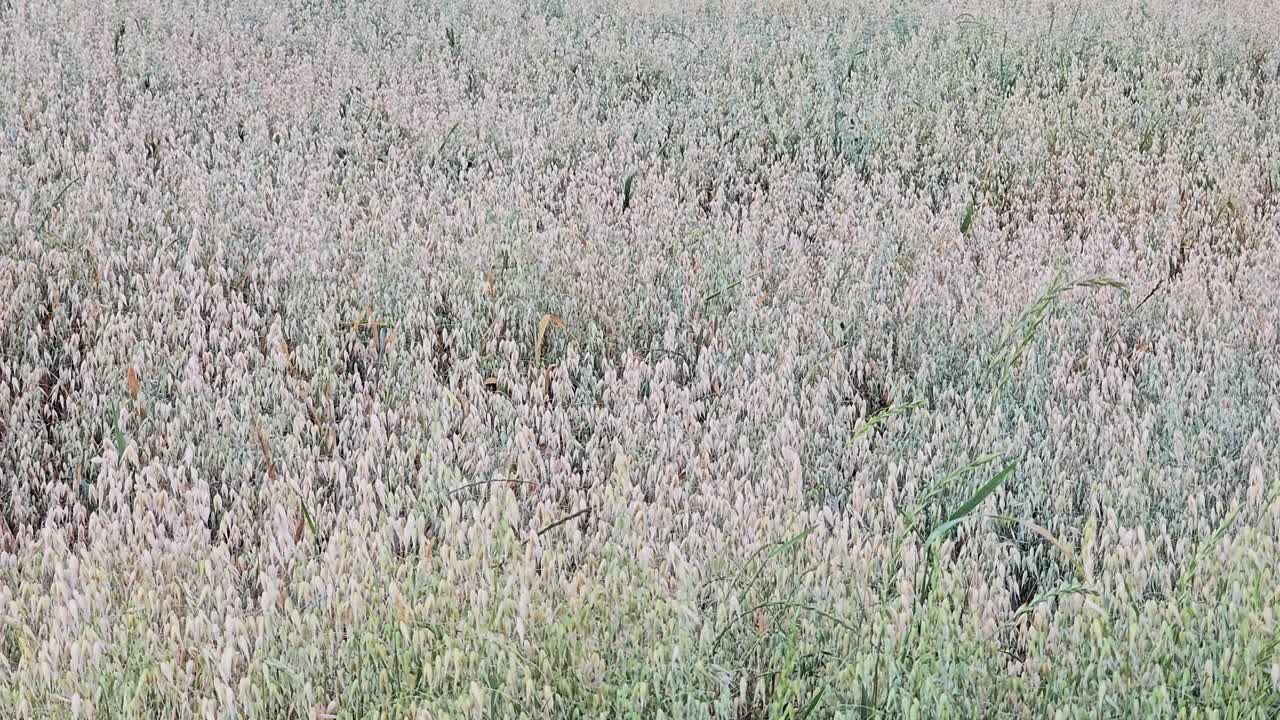Lush oat field swaying in the breeze – agricultural scene in summer light