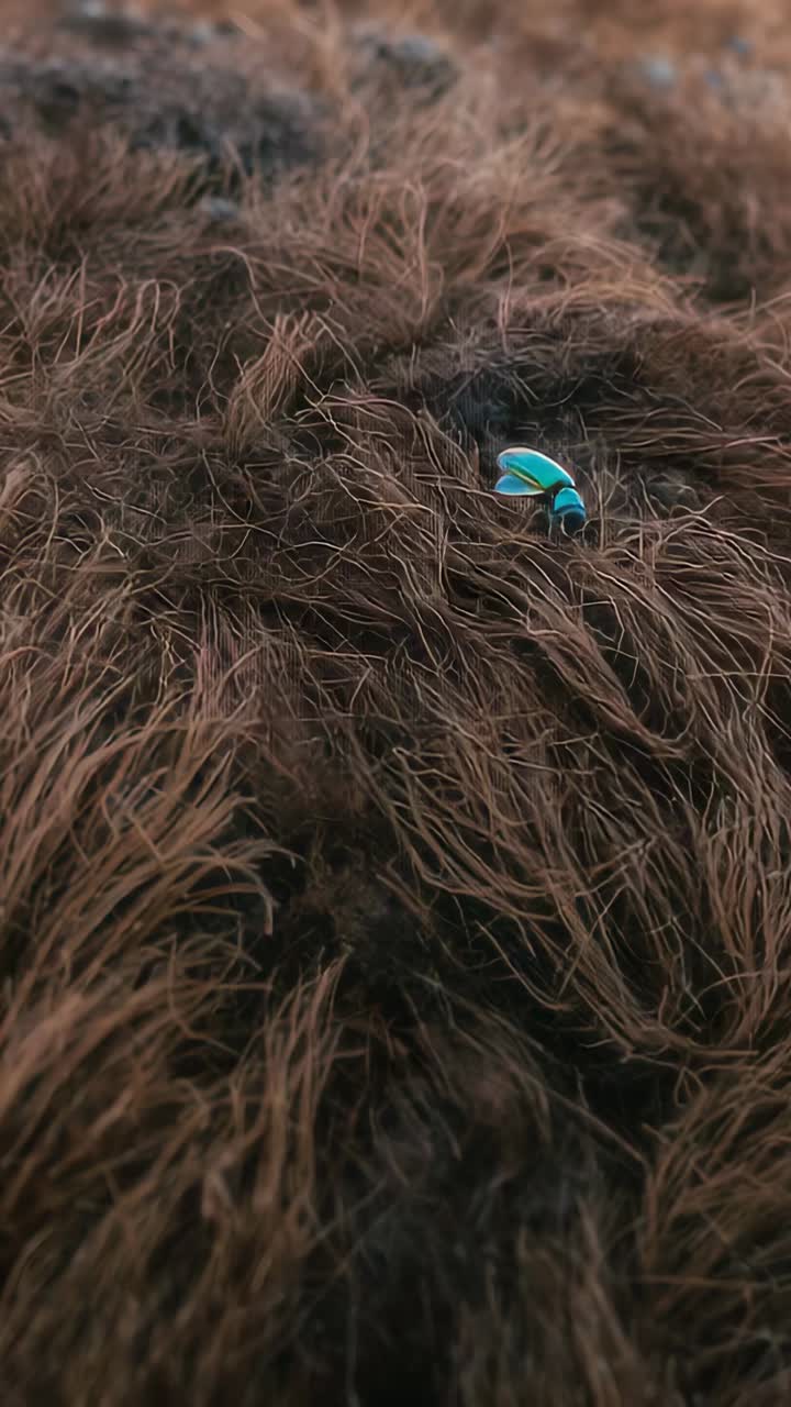 Vertical video: Zooming camera closer to reveal turquoise beetle and brown fur texture, copy space