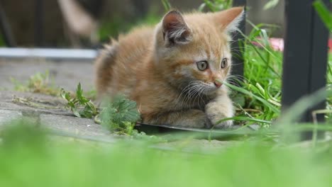 wild kitten practicing her hunting skills on some weeds in the garden