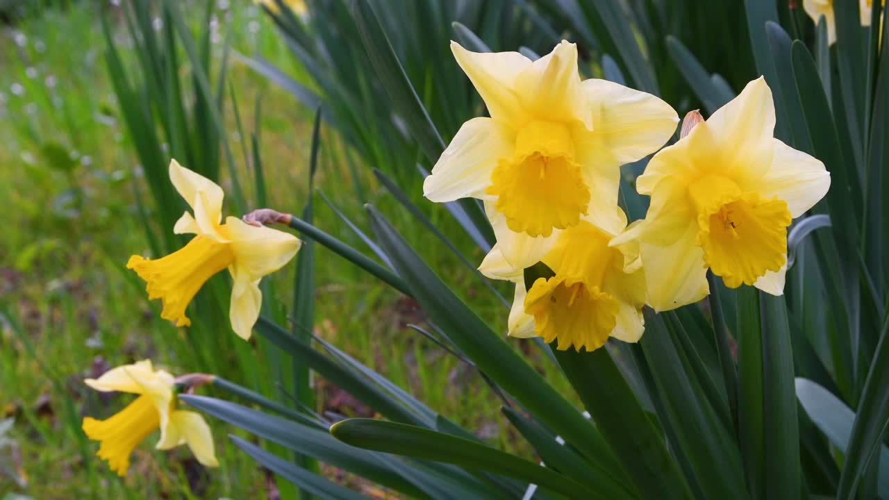 Daffodils in a garden. Yellow daffodils bloom in the garden or park. Concept of spring season arrival with sun and warm days. April Easter flowers sway in the wind.