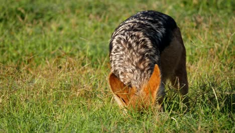 chacal de lomo negro limpiándose con hierba después de comer