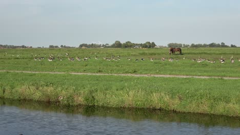 Wide-shot-of-a-large-gaggle-of-wild-geese-waddling-in-a-Dutch-polder-landscape-with-a-ditch-in-the-foreground