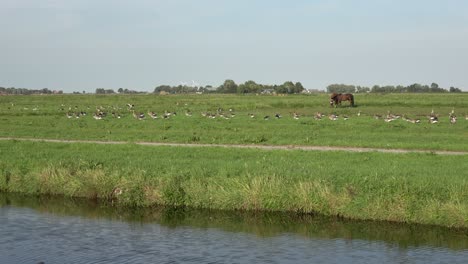 Weite-Aufnahme-Einer-Großen-Schar-Wildgänse,-Die-In-Einer-Holländischen-Polderlandschaft-Mit-Einem-Graben-Im-Vordergrund-Watscheln