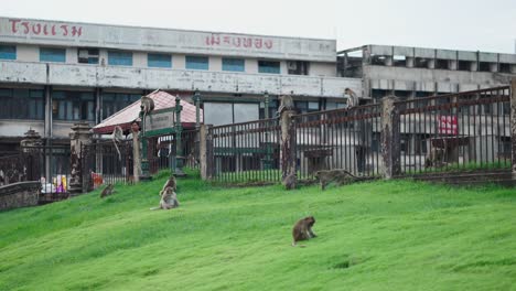 monkeys in a park in thailand