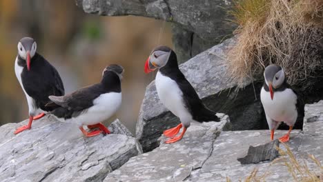 puffins on a rocky coast