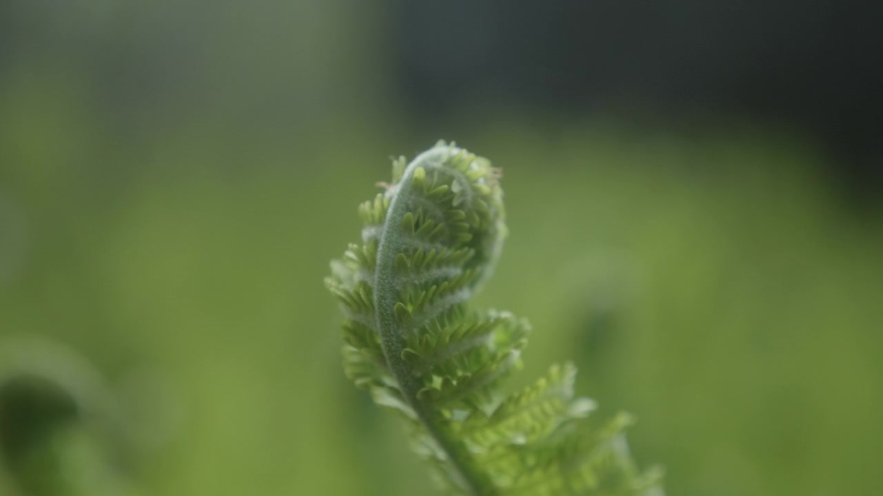 Bellissima pianta di felce che fiorisce in primavera, apertura delle foglie, primo piano, macro