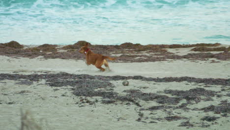 a lively brown dog runs and plays along a tropical white sand beach