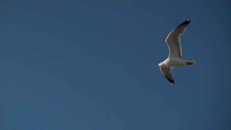 wide shot of seagull flying towards camera and away in to the sun on a clear blue sky