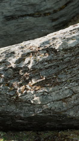 close-up of a rough, layered rock surface