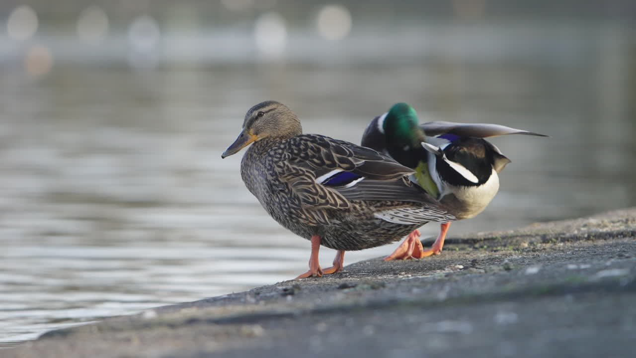 Due anatre si puliscono sul bordo di uno stagno tranquillo. Ideale per documentari sulla natura e scene di fauna selvatica.