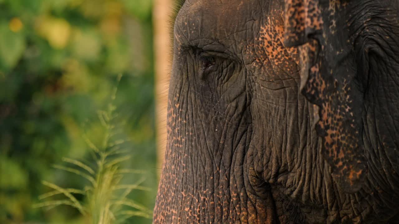 Intimate close-up footage of Asian elephants in the dense jungle of Sri Lanka during sunset.