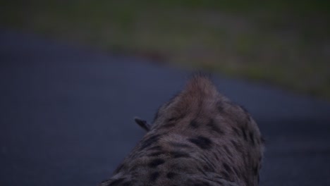 Spotted-furry-coat-of-spotted-hyena-lying-on-asphalt-road-in-twilight