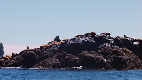 Wide-shot-of-steller's-seal-lion-rookery