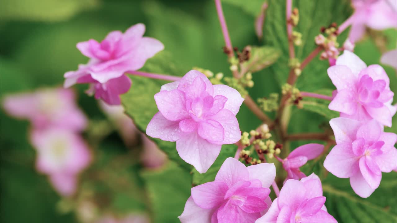 close up de doble flor de hortensia macrophylla con gotas de lluvia en los pétalos en el día de lluvia, hortensia de hojas grandes, hortenzia francesa, 4k imágenes efecto de zoom out.