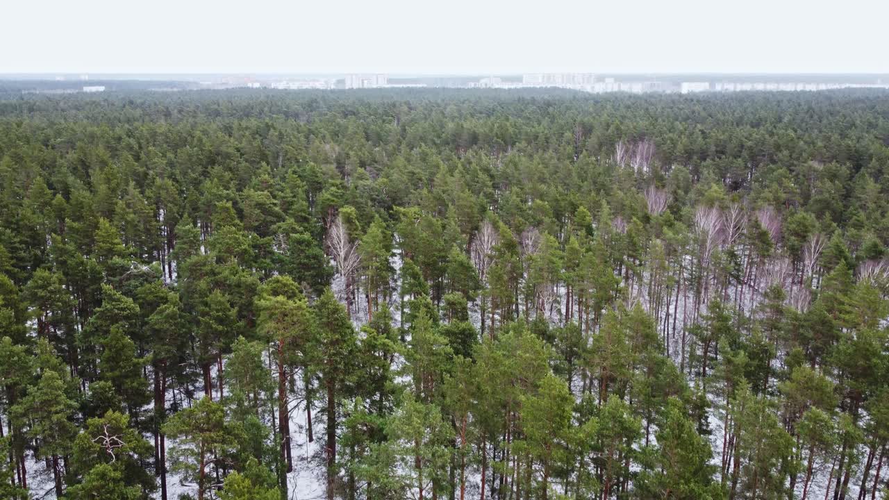 Loputon vihreä mäntymetsä valkoisen lumipeitteen peittämänä lumisateen aikana.