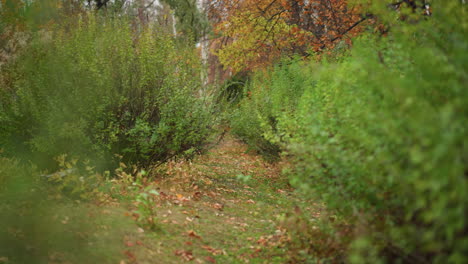 lush green foliage lines a narrow nature trail, creating a peaceful forest pathway, vibrant leaves contrast with warm autumn tones in the background