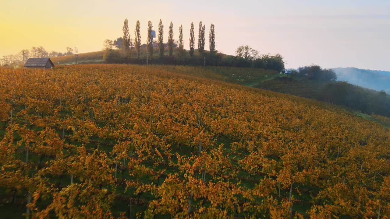 Ripresa aerea con drone di vigneti autunnali su dolci colline all'alba