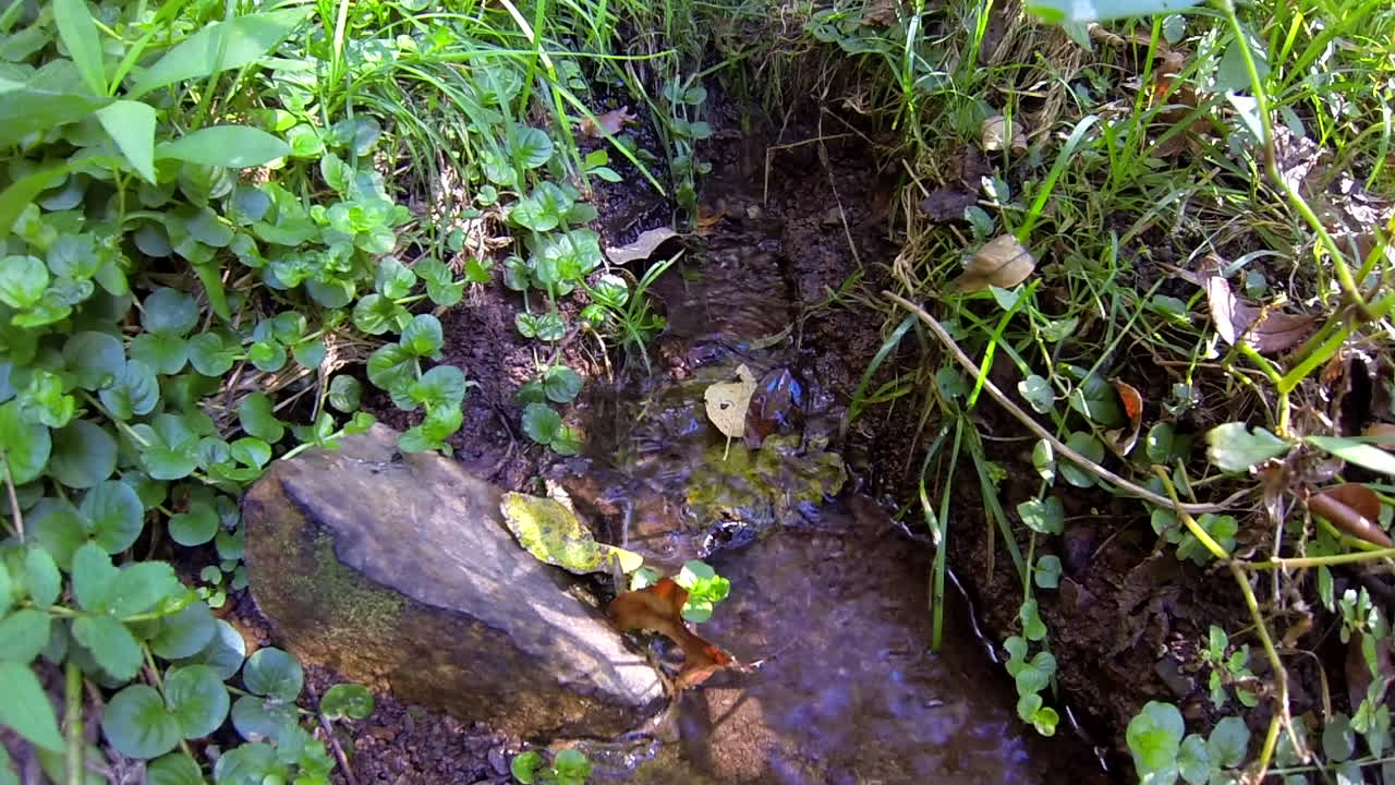 Small rivulet flows near aquatic plants and rock.
