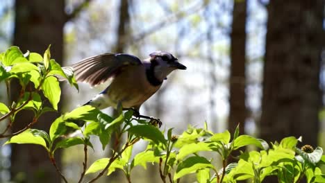blue jay in spring forest