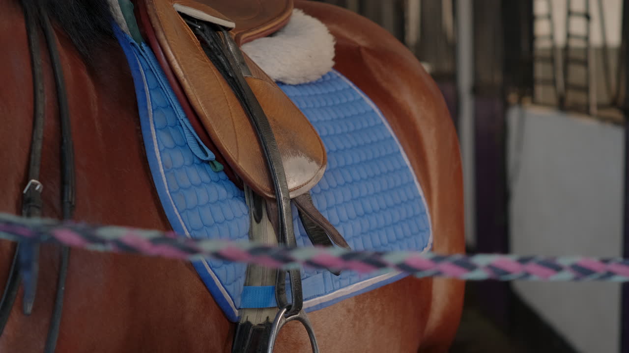 mulher preparando um cavalo para montar