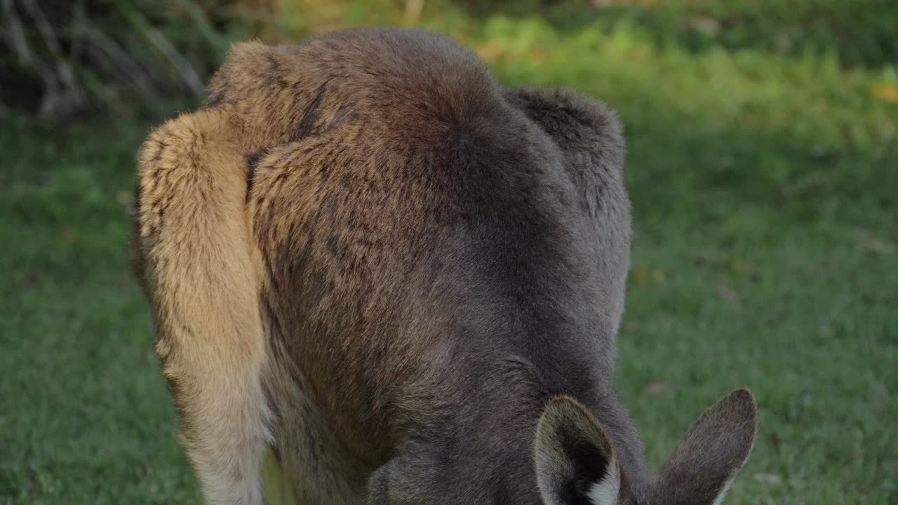canguro gris oriental alimentándose y mirando alerta en la cámara - canguro sacudiendo la cabeza con las orejas erguidas - queensland, australia