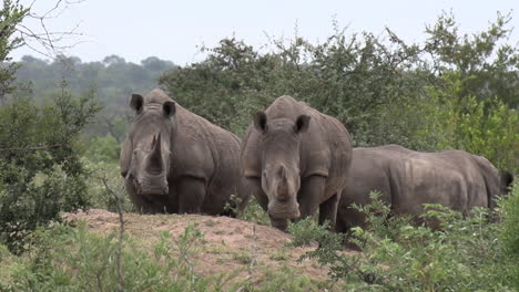 Friedliches-Afrikanisches-Tierporträt-Eines-Südlichen-Breitmaulnashorns,-Das-In-Die-Kamera-Blickt