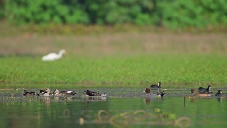 flock of ducks feeding in pond