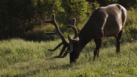 A-majestic-elk-with-a-large,-branching-antler-rack-grazes-calmly-in-a-lush,-sunlit-meadow-surrounded-by-the-warmth-of-the-early-autumn-atmosphere